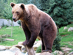 В Катунском заповеднике пересчитали бурых медведей