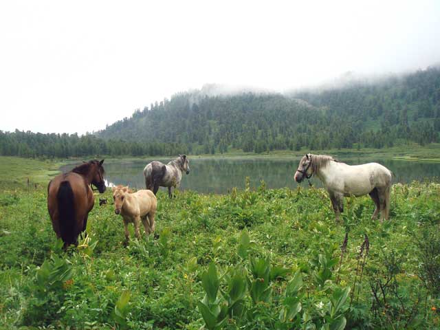 Лошадки на Алтае