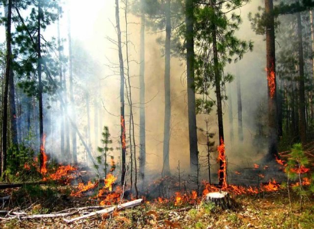Лесные пожары на Алтае