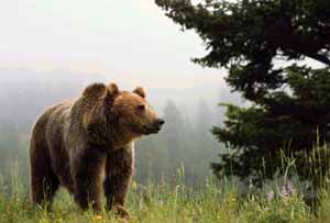Медведи на Алтае