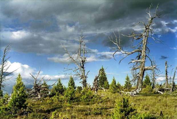 Лесные хозяйства Республики Алтай