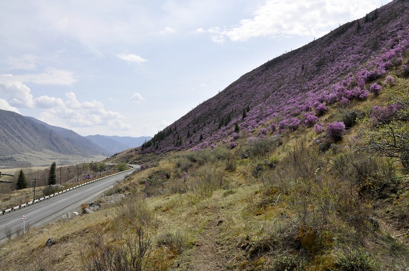 В Республике Алтай расцвел маральник
