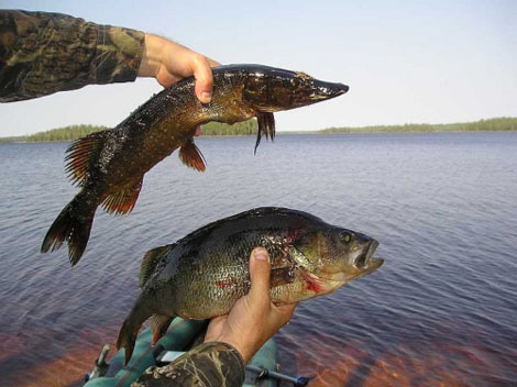 Информация весеннего запрета на вылов рыбы в реках Алтая 2013