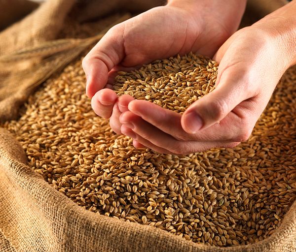 В Змеиногорском районе украли пол тонны пшеницы